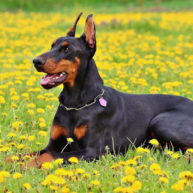 El doberman es una de las razas caninas consideradas potencialmente peligrosas (Creative commons)