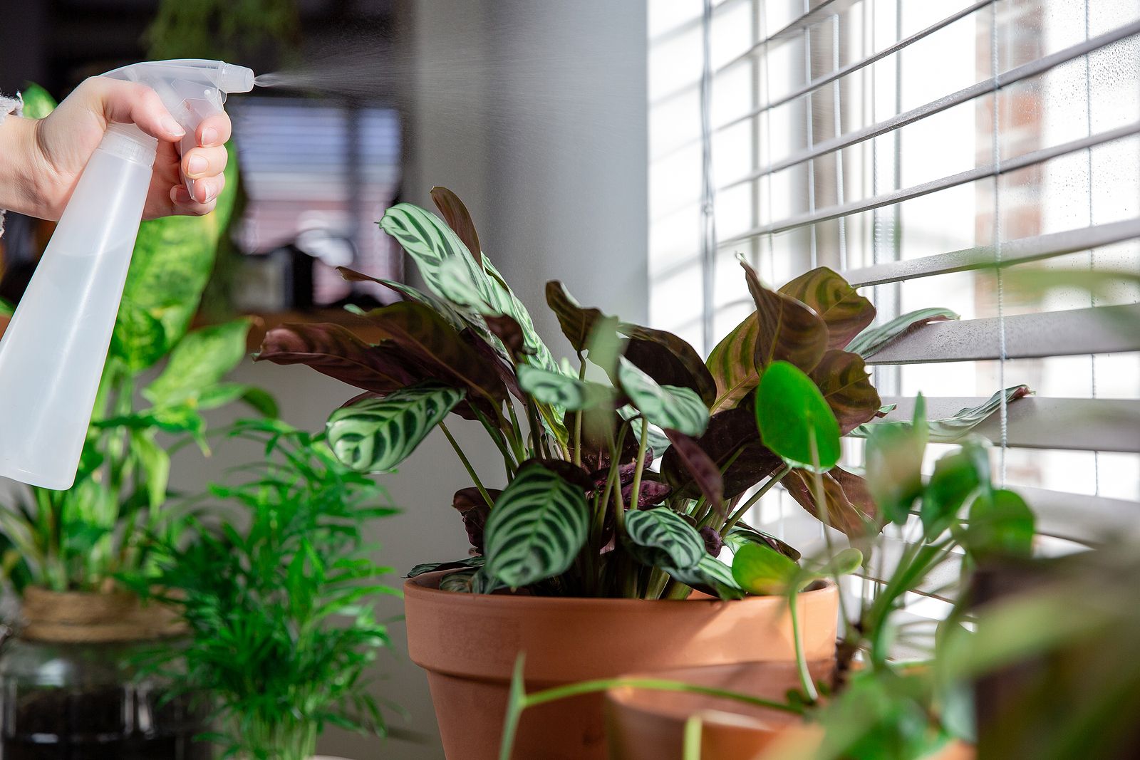 El sorprendente uso del agua oxigenada para las plantasFoto: bigstock 