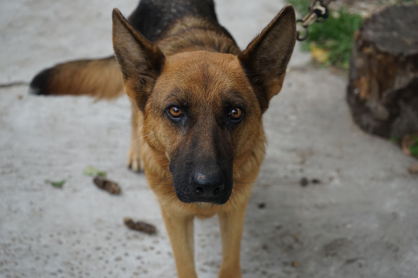 5 cosas que tu perro hace cada día y no debería, según lo...