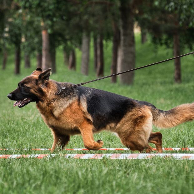 5 cosas que tu perro hace cada día y no debería, según los veterinarios