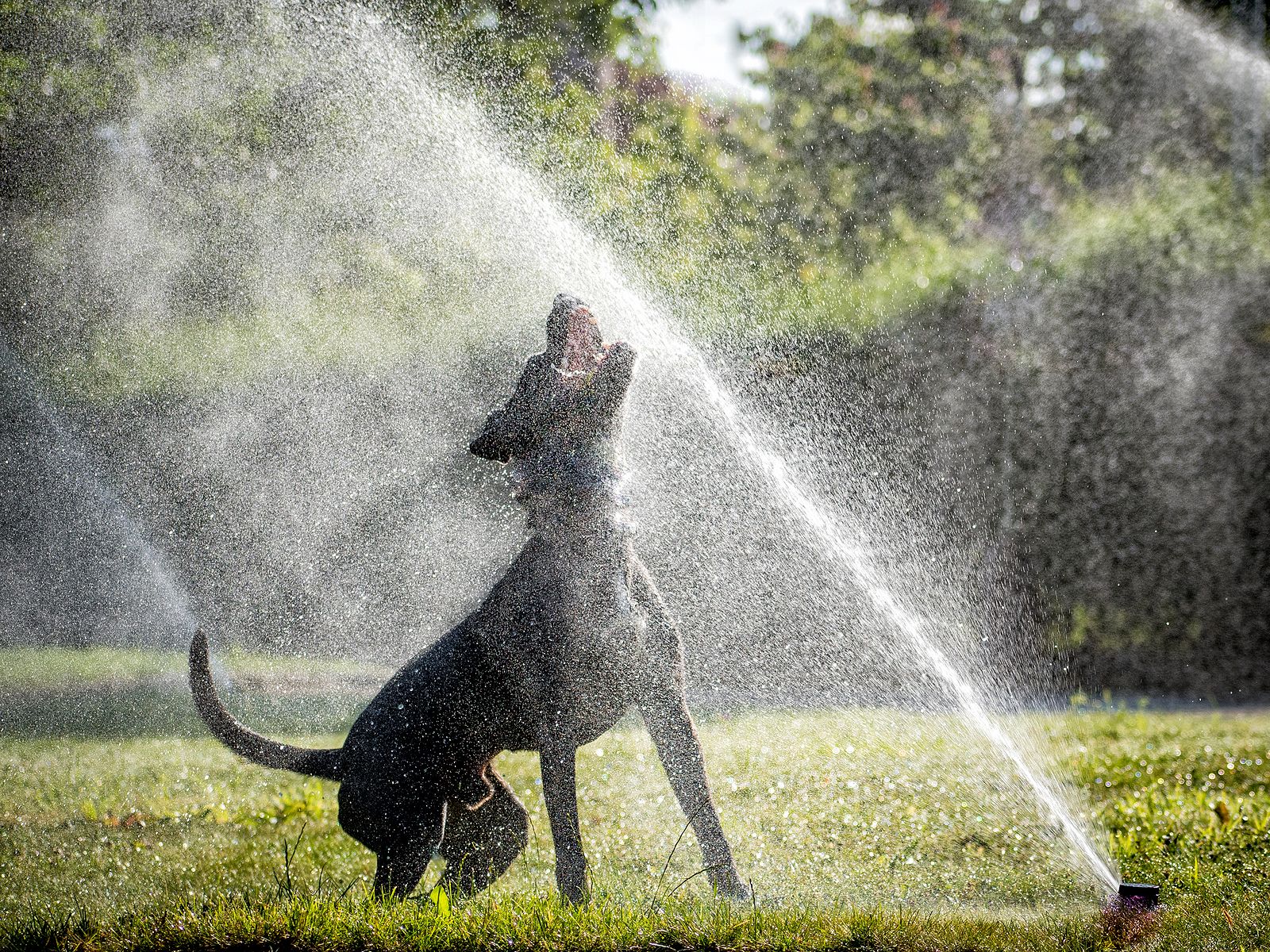 Protege a tu perro del calor con estos sorprendentes utensilios de Lidl  (Foto Bigstock)