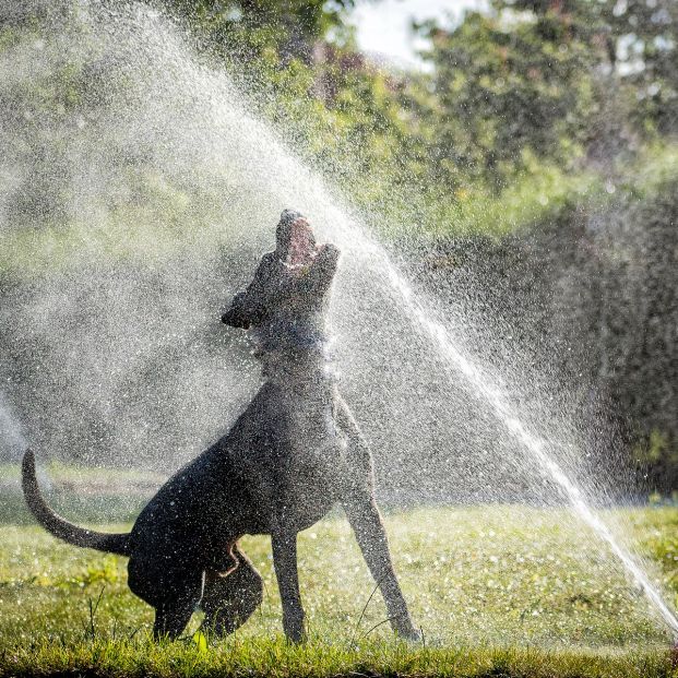 Protege a tu perro del calor con estos sorprendentes utensilios de Lidl  (Foto Bigstock)