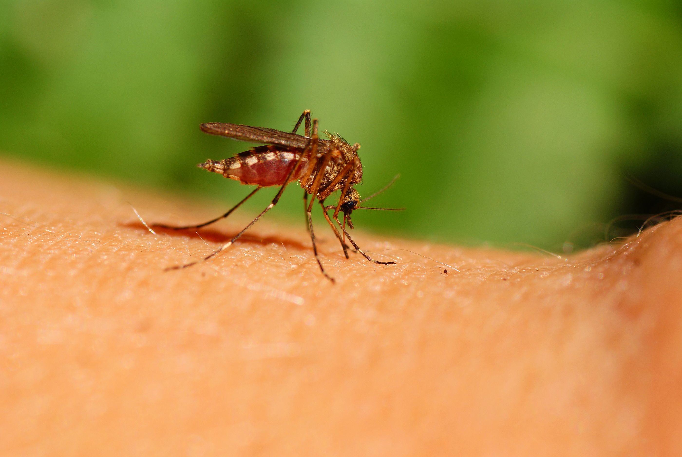 Científicos descubren el método para volvernos invisibles a los mosquitos