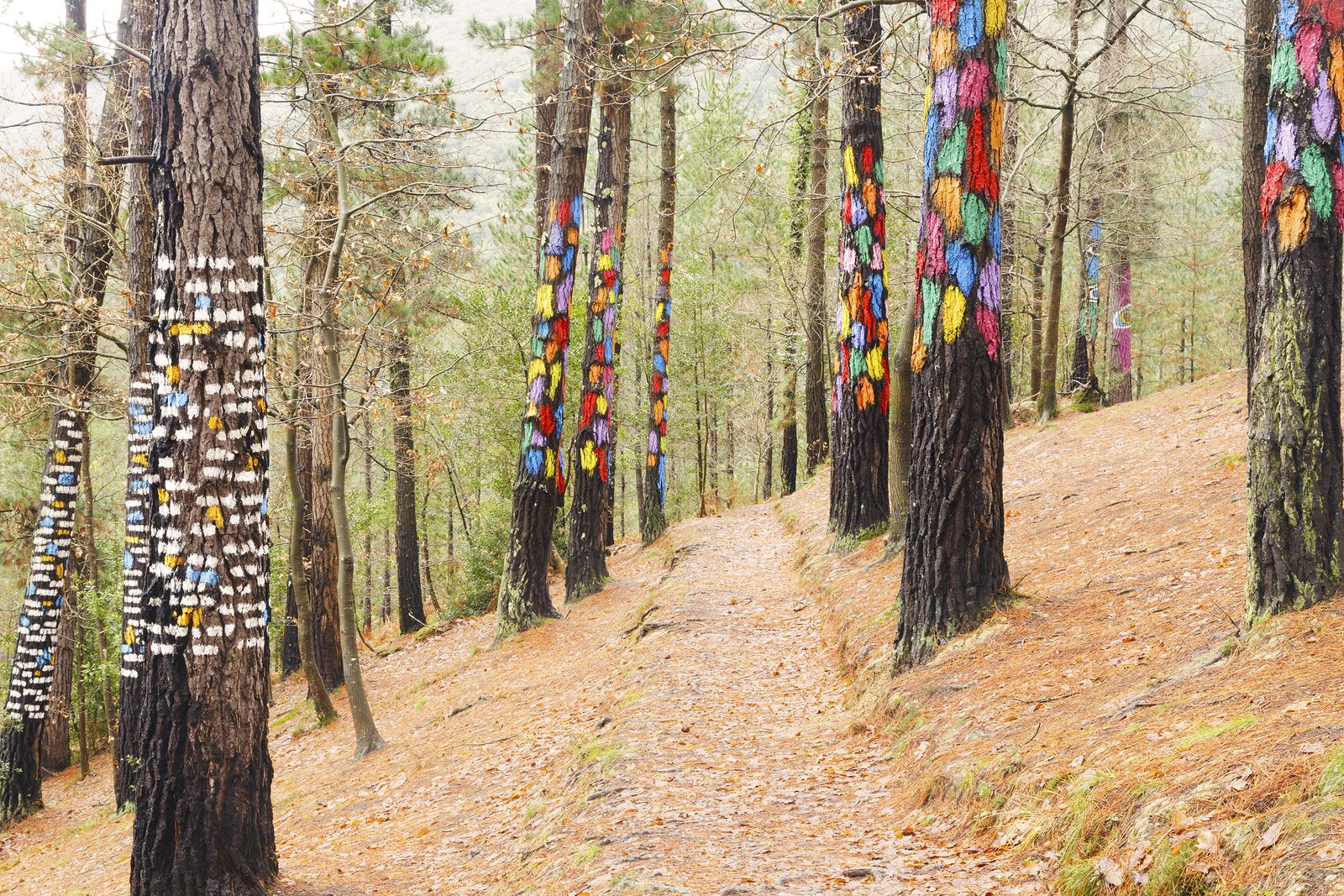 Bosque de Oma (Bigstock)