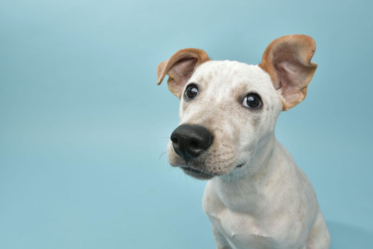 ¿Cuánto dinero cuesta tener un perro?