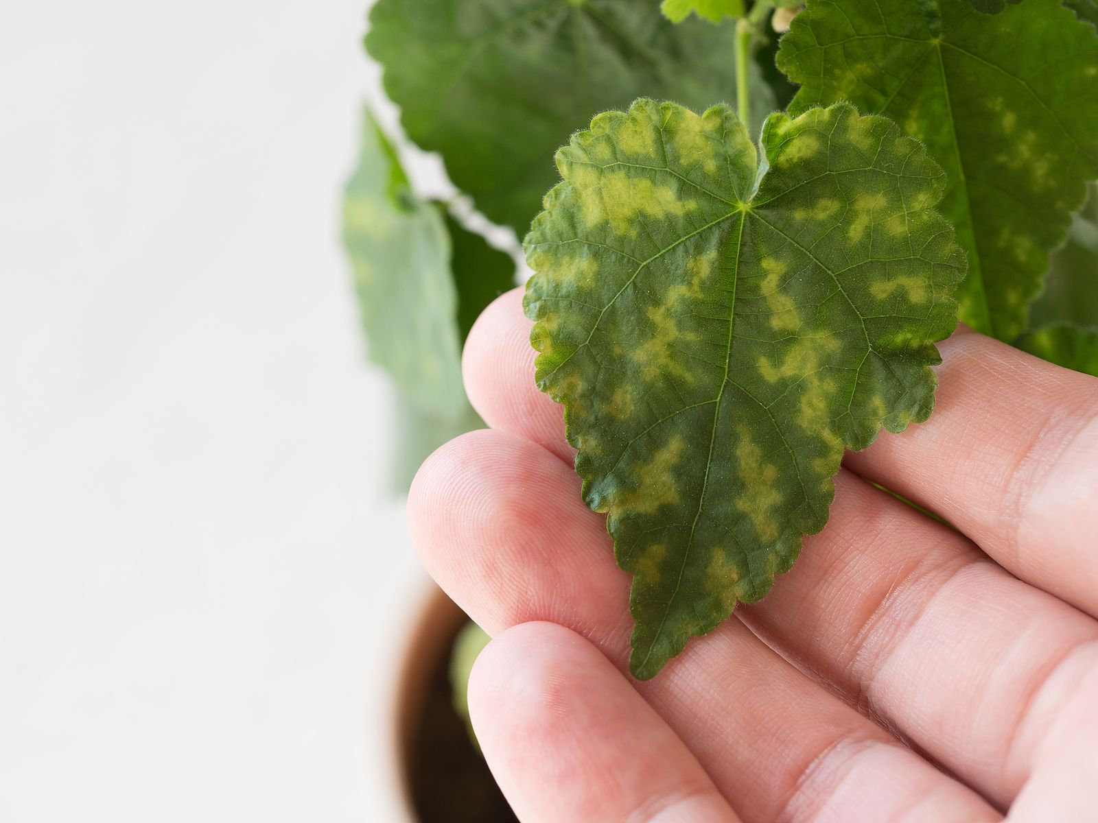 Trucos caseros para evitar que las plantas de interior se pongan amarillas