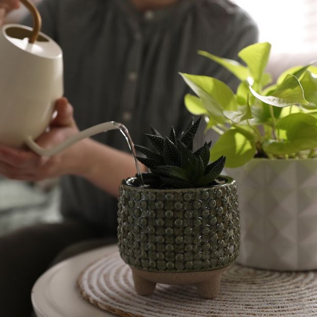 Trucos caseros para que tus plantas de interior no se pongan amarillas