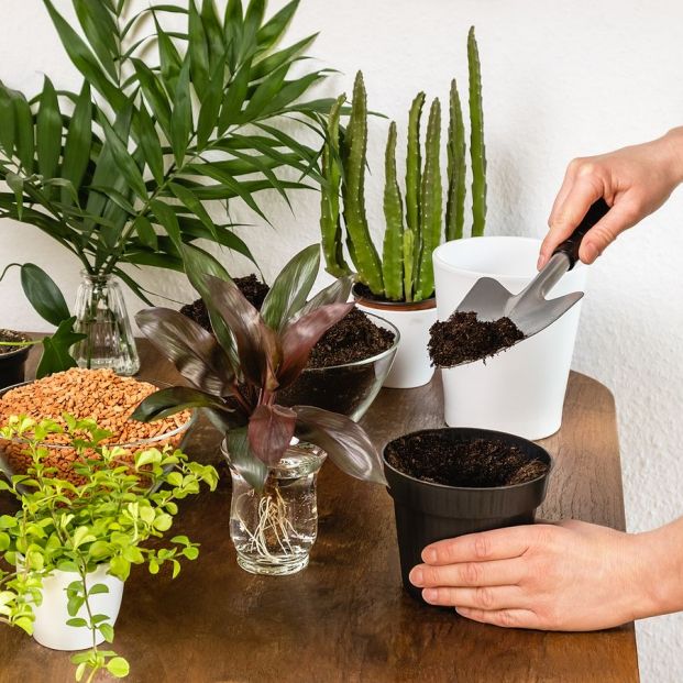 Trucos caseros para que tus plantas de interior no se pongan amarillas