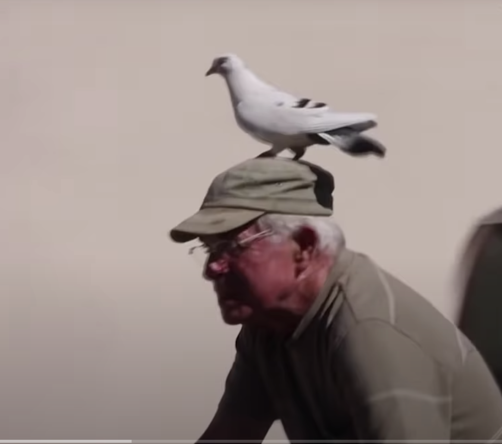 La entrañable amistad entre un jubilado y una paloma se convierte en viral. Captura de pantalla 