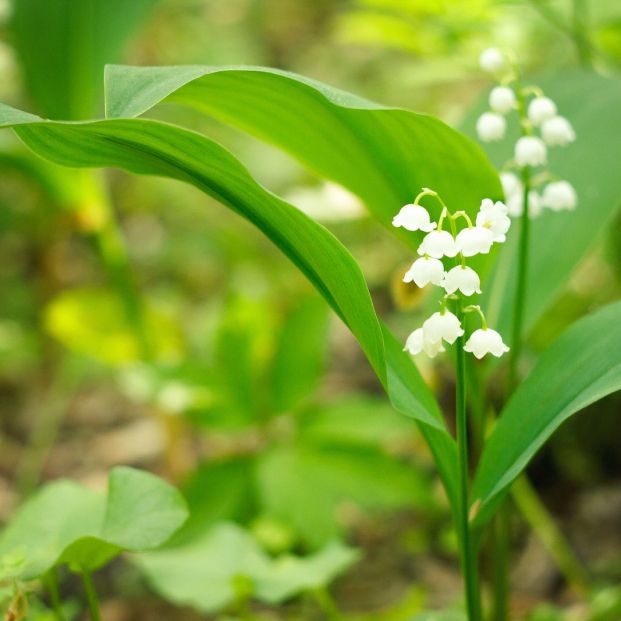 Plantas peligrosas para tu perro (bigstock)