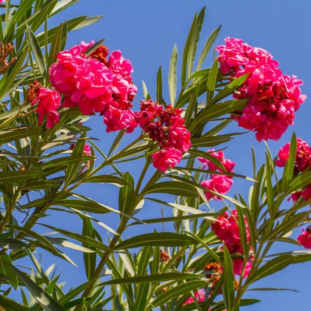 Plantas peligrosas para tu perro (bigstock)