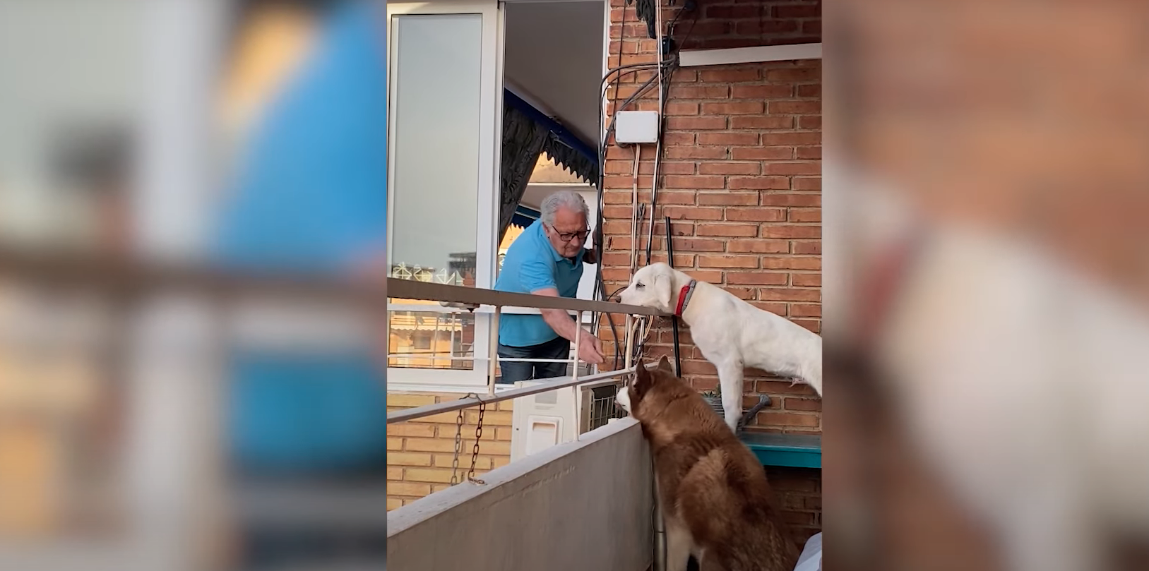 VÍDEO: El conmovedor gesto de un hombre de 84 años con los perros de su vecina