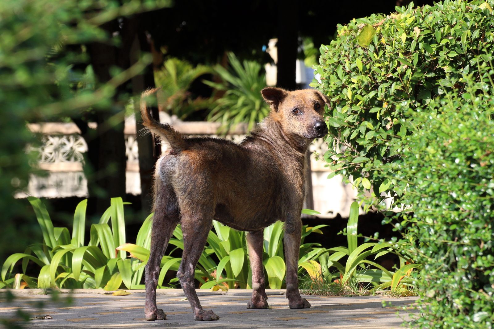 Plantas peligrosas para tu perro (bigstock)