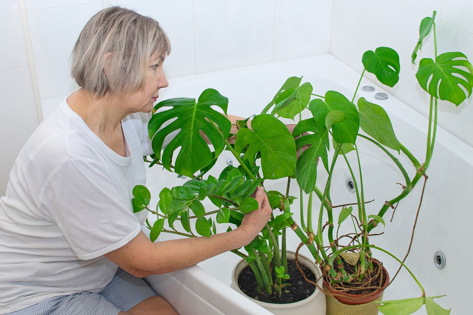 Trucos para que las plantas sobrevivan a tus vacaciones Foto: bigstock