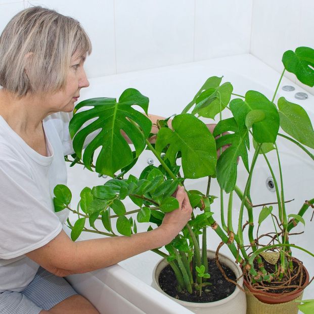 Trucos para que las plantas sobrevivan a tus vacaciones Foto: bigstock