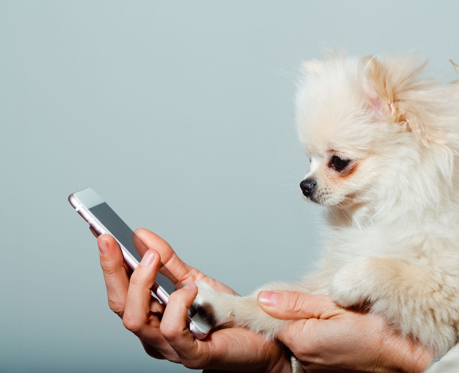 Aplicaciones cuidar mascotas (bigstock)