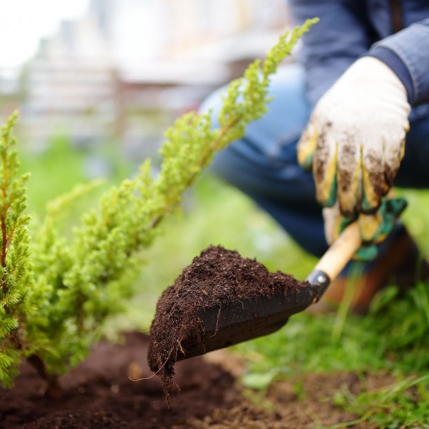 bigstock Gardener Planting Juniper Plan 371390692