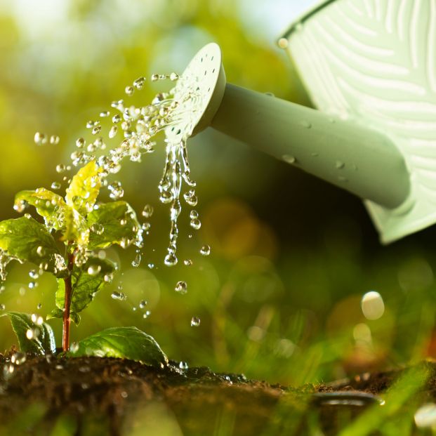 10 razones por las que debes utilizar el agua oxigenada para tus plantas
