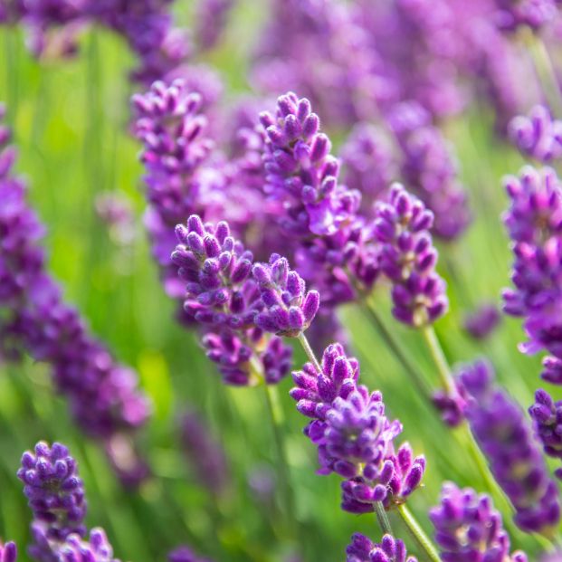 bigstock Lavender Bushes Closeup On Sun 396048326