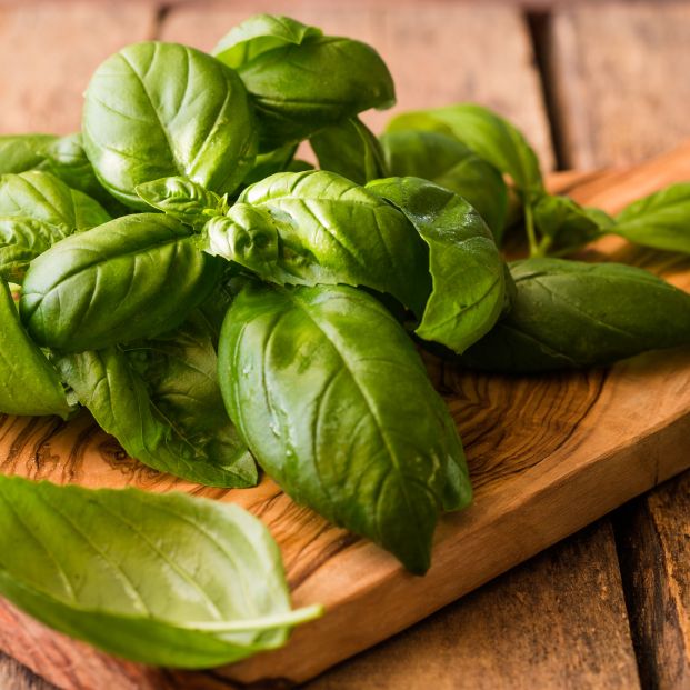 bigstock Green Leafs Of Genovese Basil  378318709