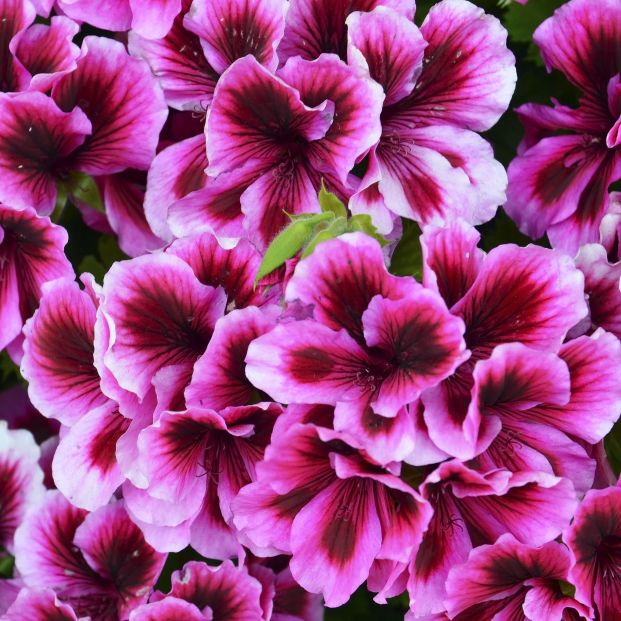 bigstock Velvet Purple Geraniums As A B 344410996