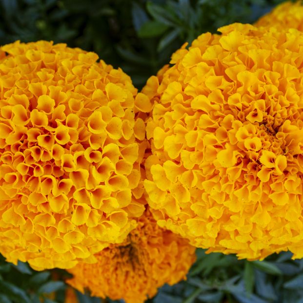 bigstock Tagetes Garden Flower Tagetes 390100567