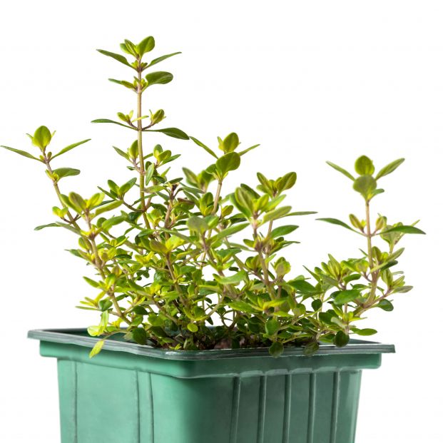 bigstock Lemon Thyme Plant In Green Re 424793552