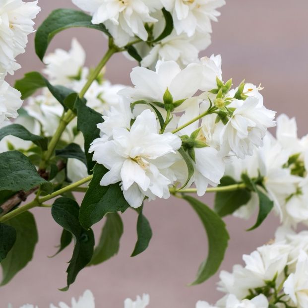 bigstock Beautiful White Jasmine Blosso 424954022