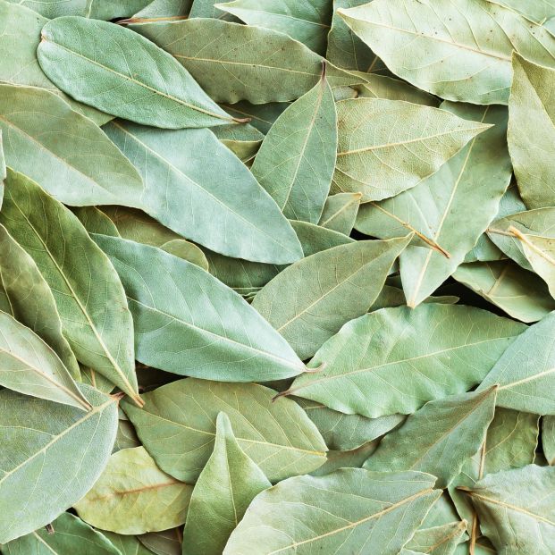 bigstock Green Dried Bay Leaves Or Laur 425179232