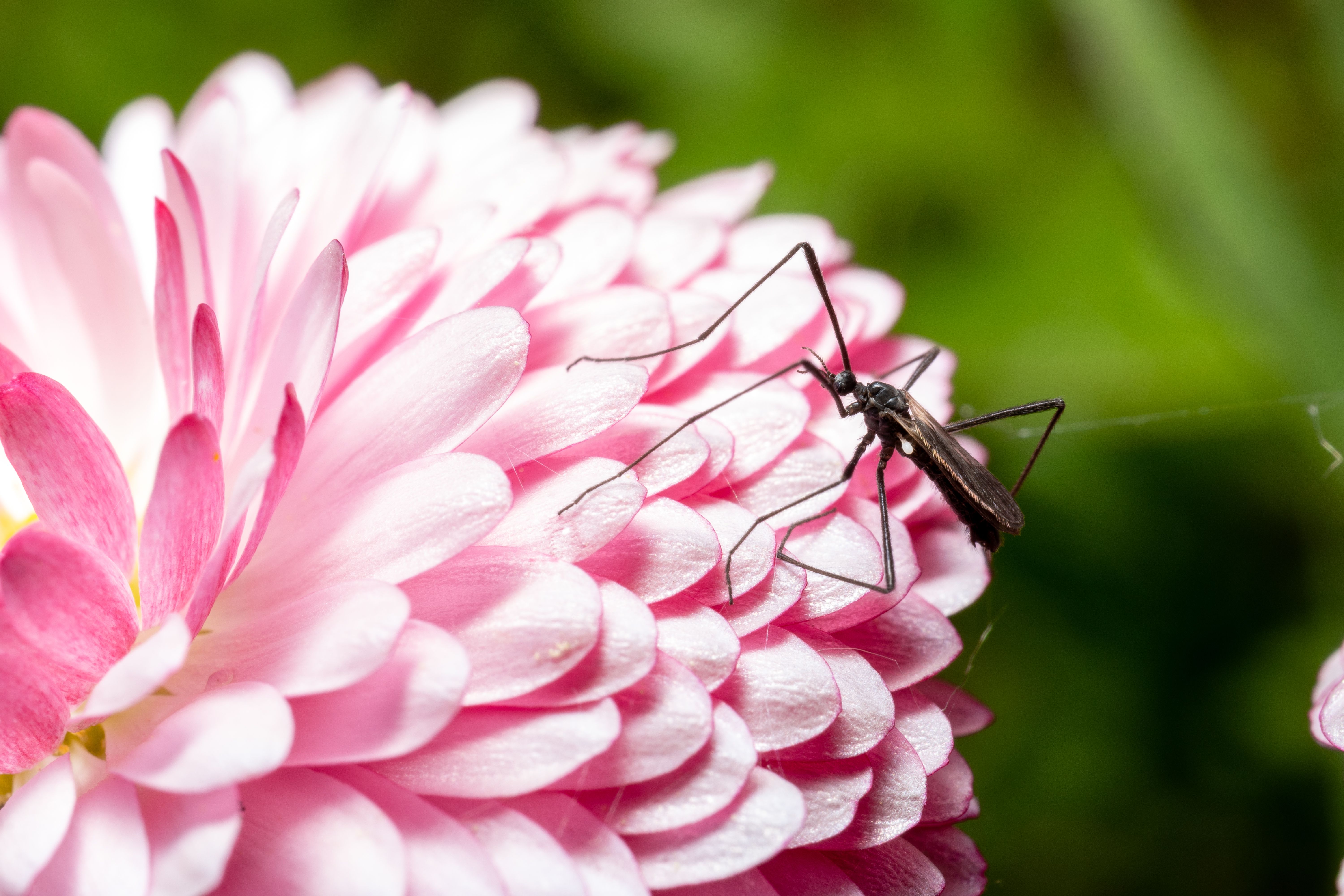 Las mejores plantas antimosquitos para tener tanto dentro como fuera de casa