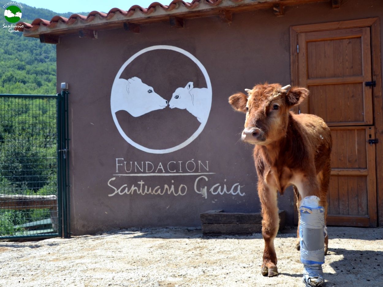 El amor por los animales, una prioridad en estos santuarios