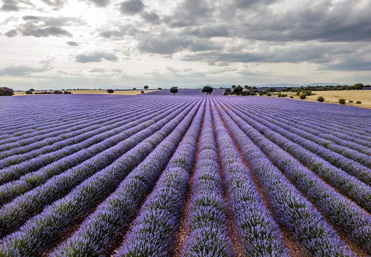 Aún estás a tiempo de visitar los campos de lavanda de Brihuega, en Guadalajara