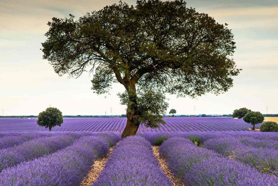 Aún estás a tiempo de visitar los campos de lavanda de Brihuega, en Guadalajara