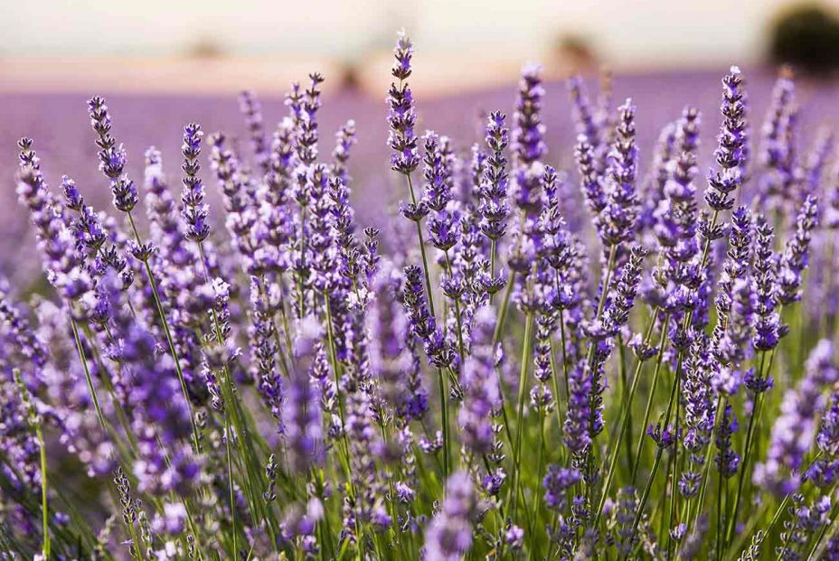 Aún estás a tiempo de visitar los campos de lavanda de Brihuega, en Guadalajara