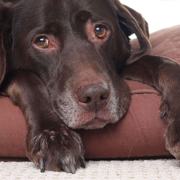 Cómo tratar la diarrea en un perro (bigstock)