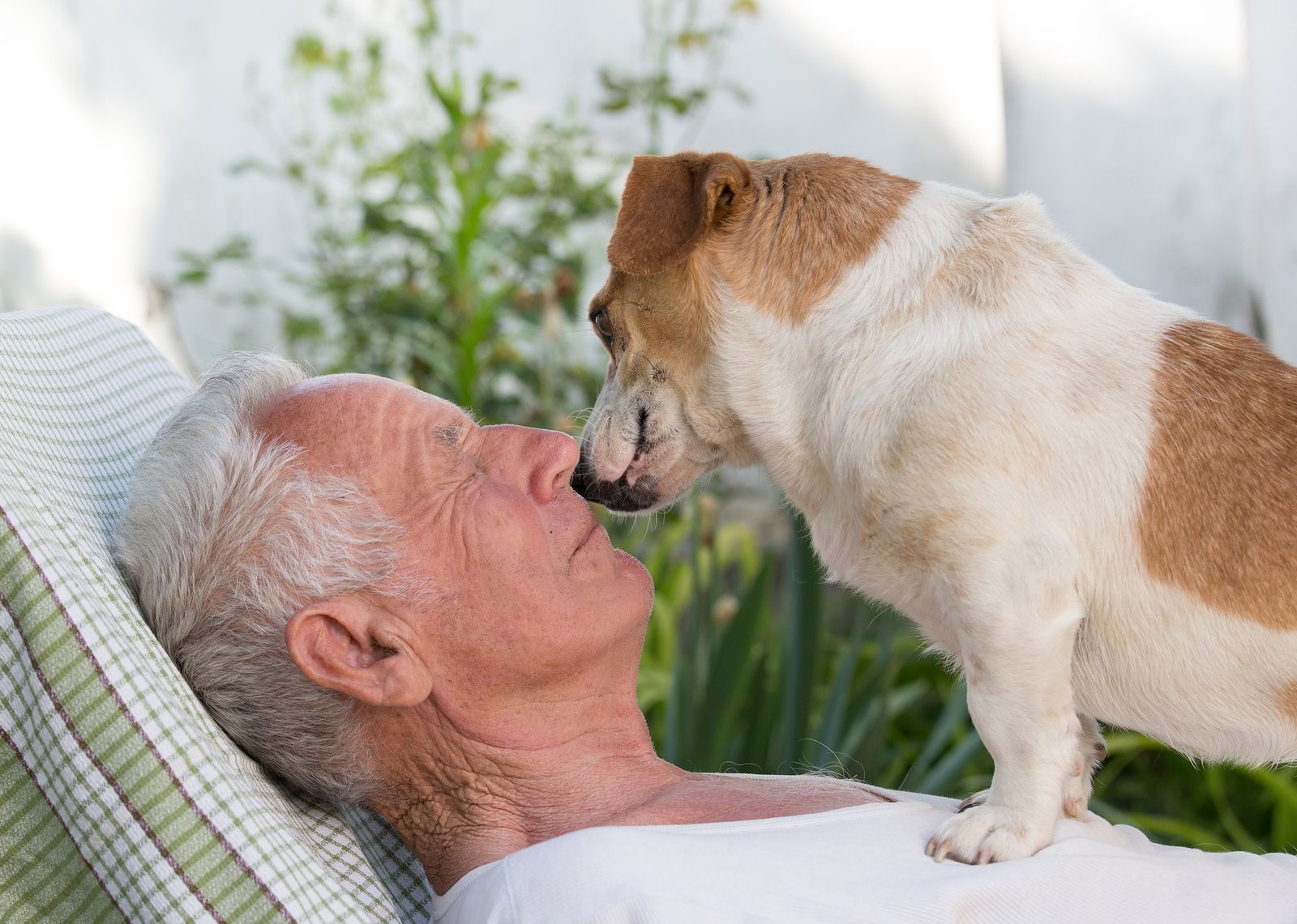 Cómo ayudan las mascotas en la recuperación de algunos enfermos (bigstock)