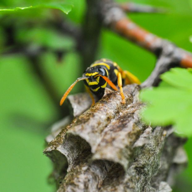 bigstock Wasp At A Wasp Nest European  355672844