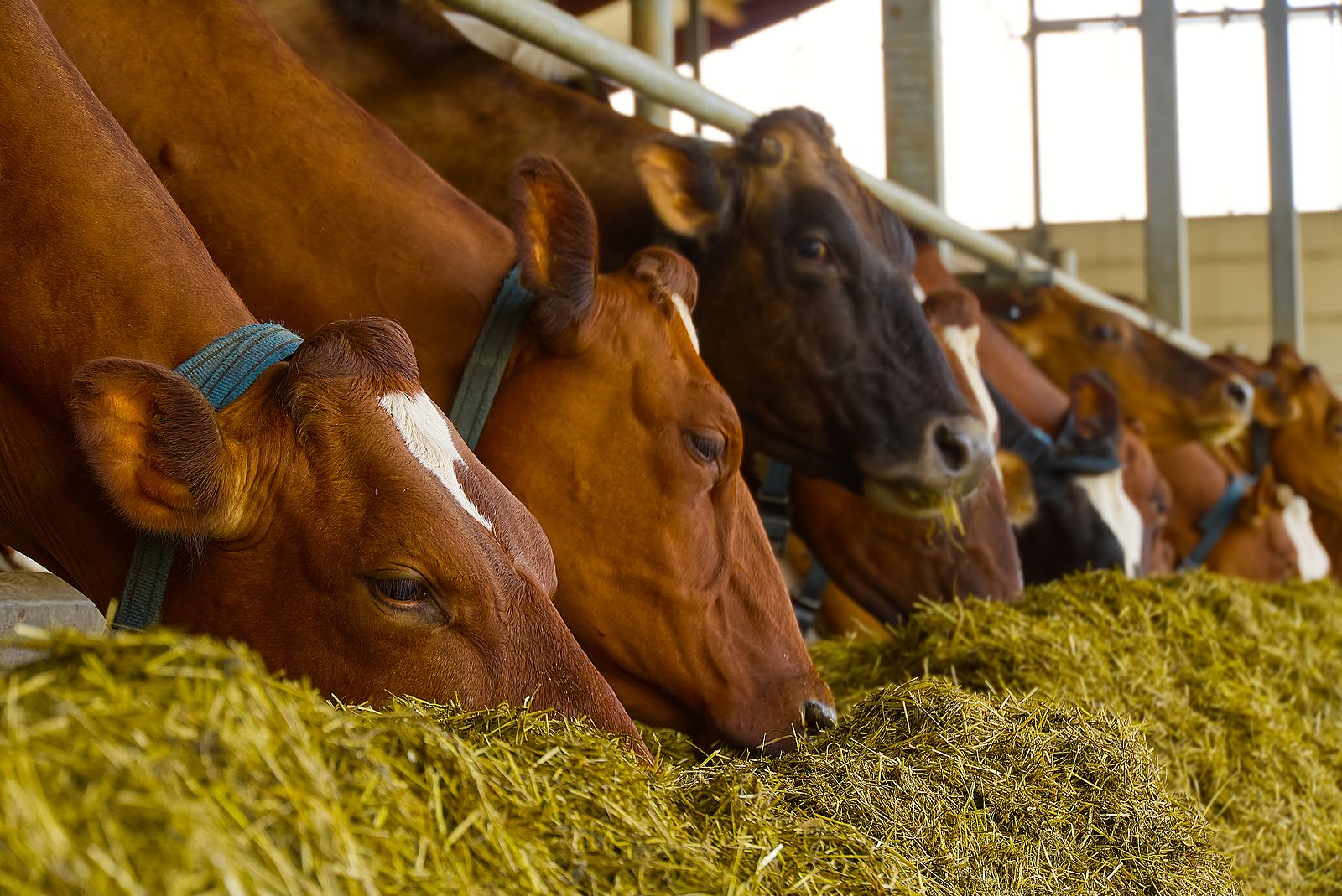 ¿La carne que comemos contiene antibióticos?