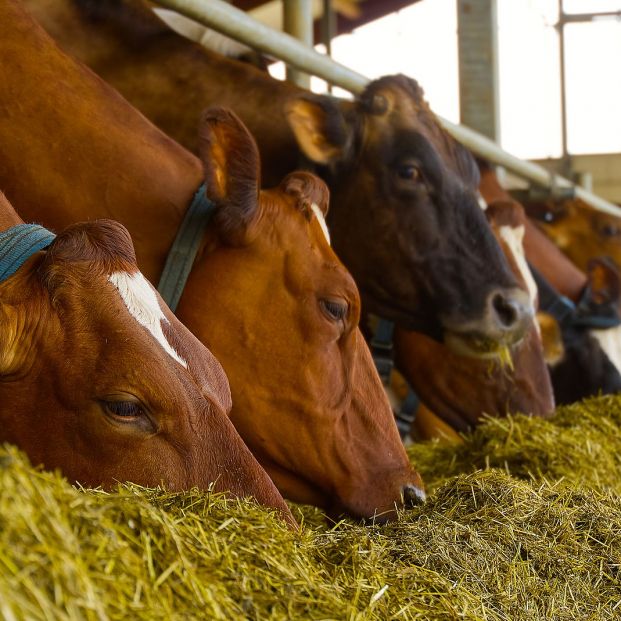 ¿La carne que comemos contiene antibióticos?