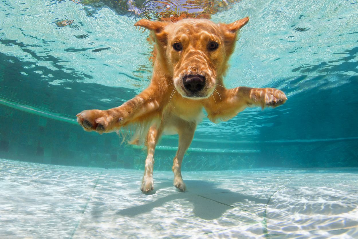 Las razas de perros a las que más les gusta el agua y la playa