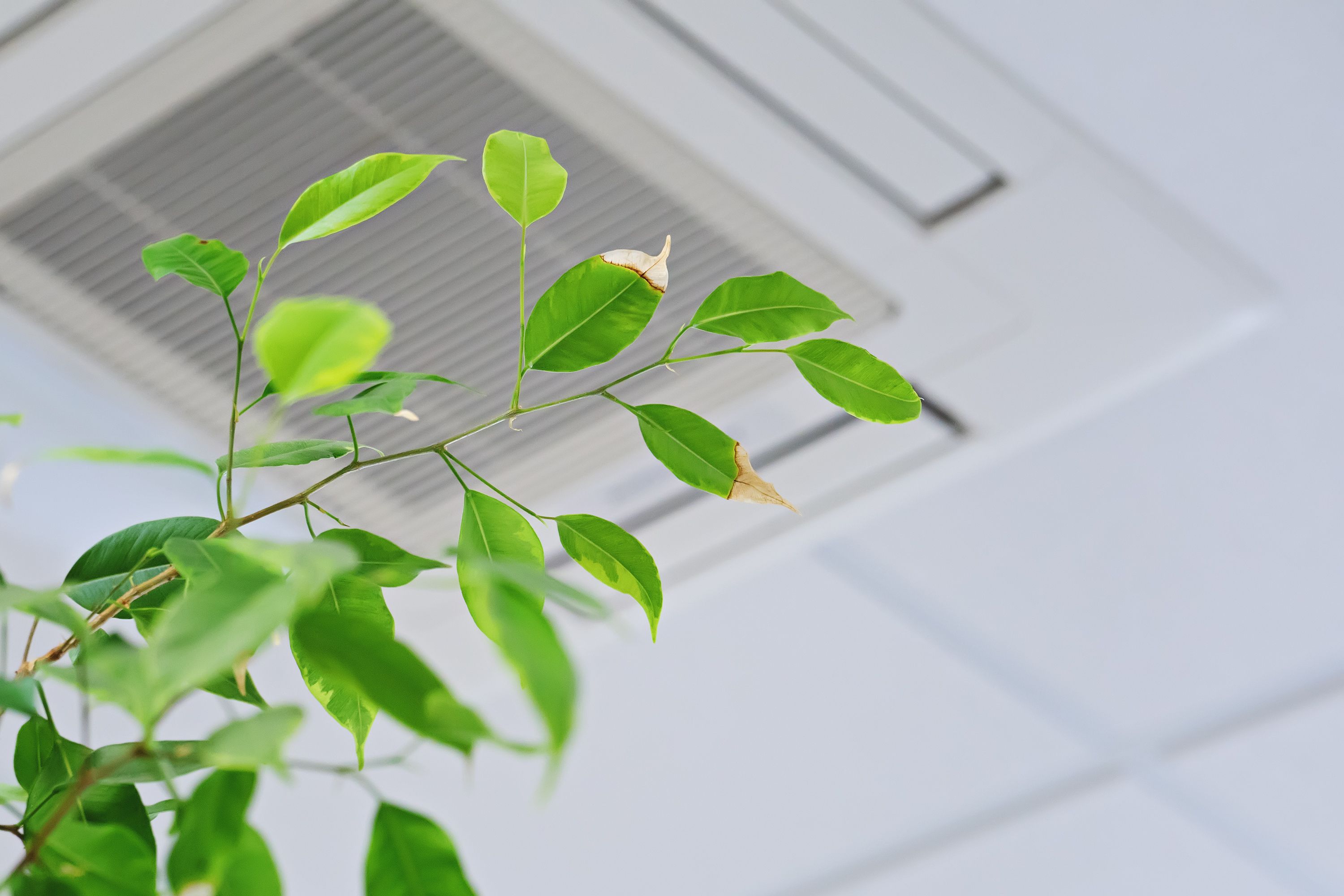 ¿Se puede utilizar para regar las plantas el agua que suelta el aire acondicionado? Foto: Bigstock