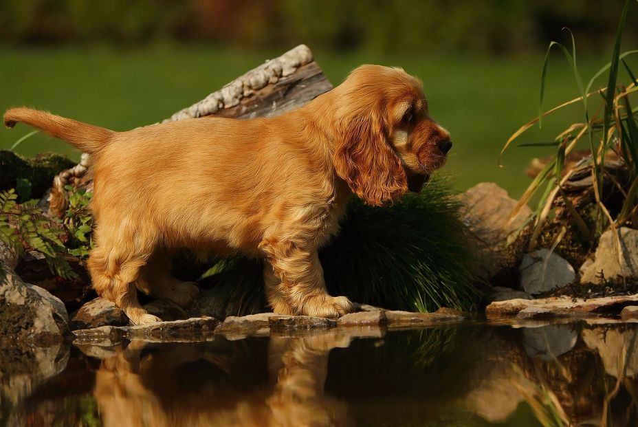 Cocker Spaniel