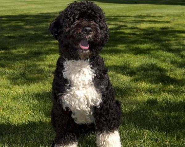 Perro de Agua Portugués Perro de Agua Portugués