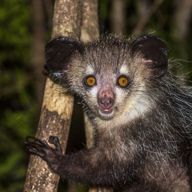  Animales extraños (bigstock)