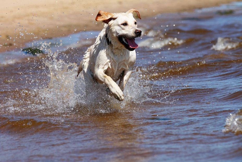 Labrador Retriever