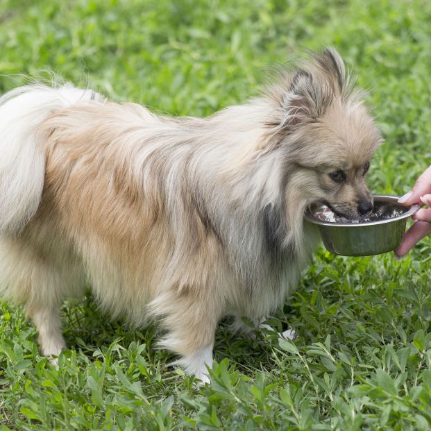 Consejos para que tu perro recupere el apetito en verano (bigstock)
