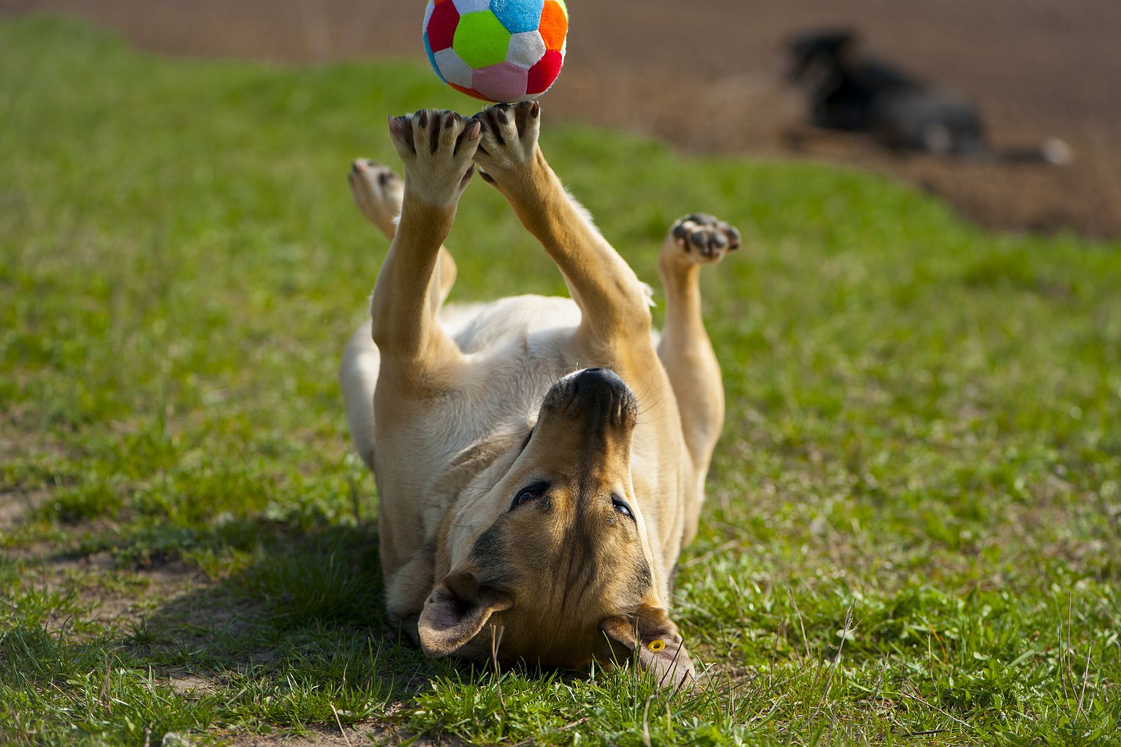 Juegos de estrategia y diversión para perros y gatos que encontrarás en Lidl (Foto Bigstock)