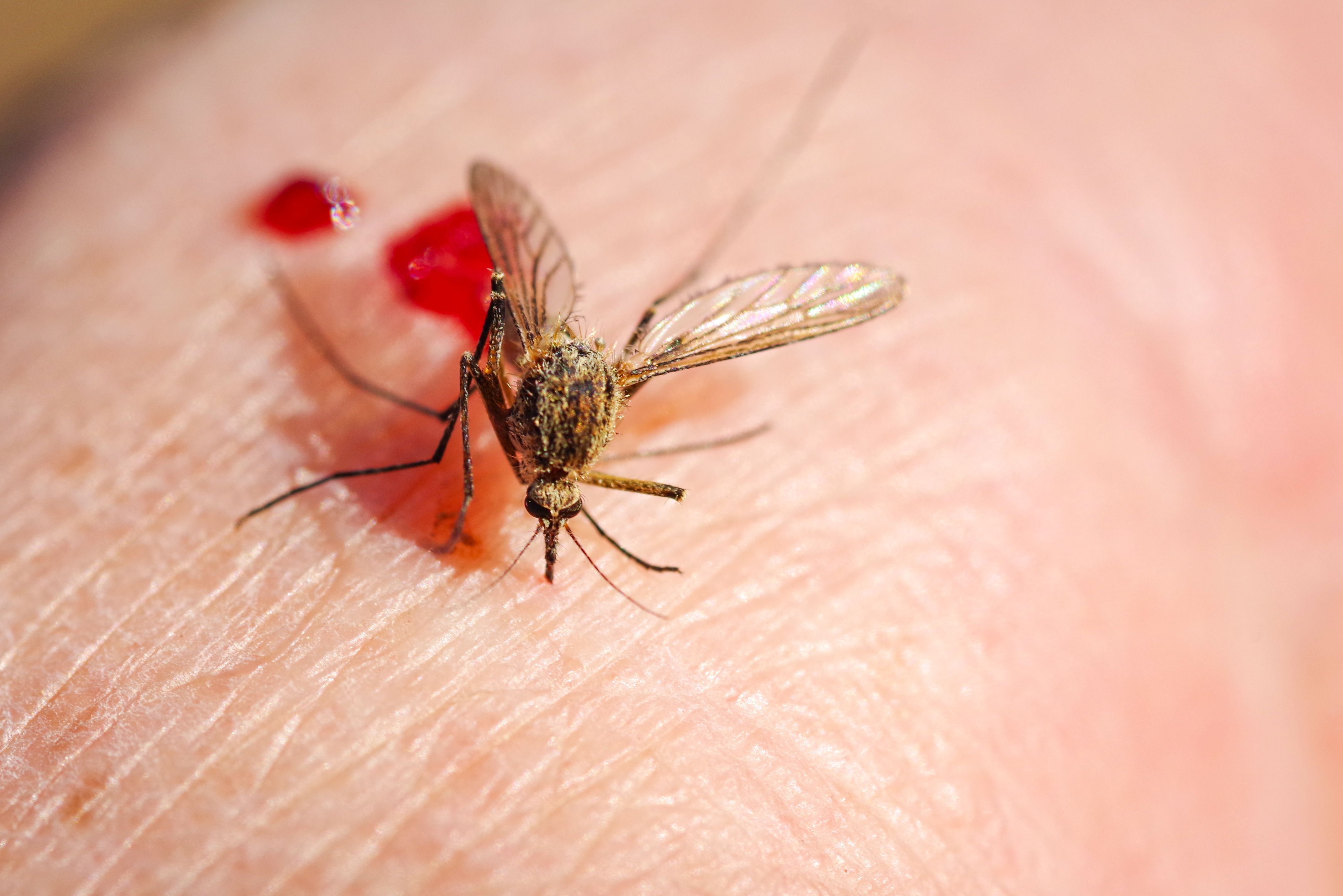 Este es el grupo sanguíneo que más atrae a los mosquitos
