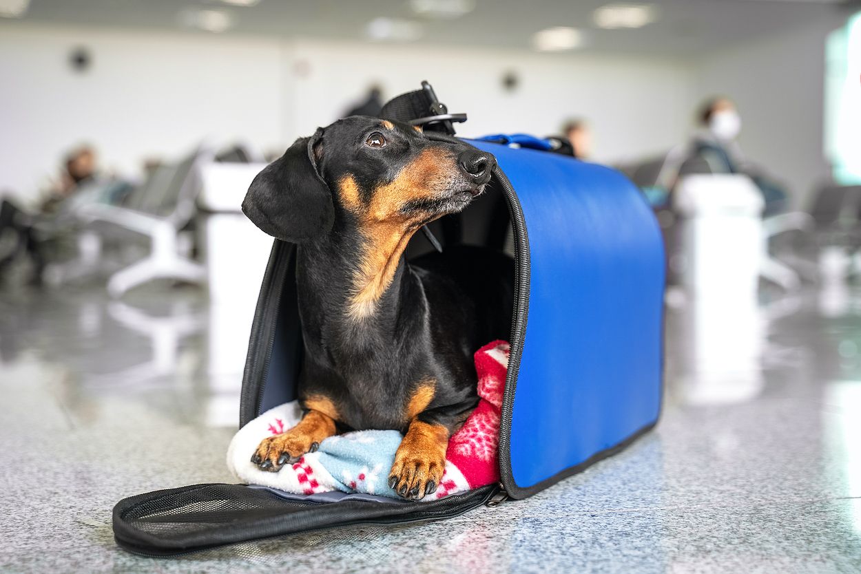 Viajar con perros: accesorios imprescindibles