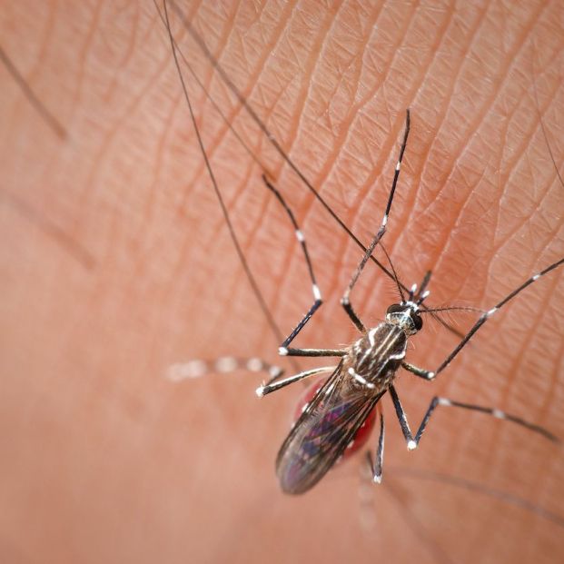 Día mundial del mosquito: mejores remedios para picaduras
